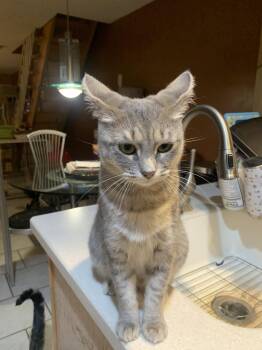 Morgan -  Domestic Short Hair and Tabby Cat for Adoption in Yardley, Pennsylvania - Morgan | PetCurious
