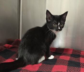 Aspen -  Domestic Short Hair Cat for Adoption in Dickson, Tennessee - Aspen | PetCurious