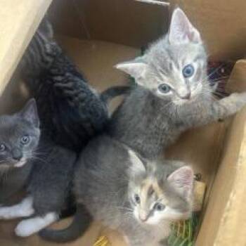 Pablo -  Domestic Short Hair Cat Available for Adoption in West Palm Beach, Florida - Pablo | PetCurious