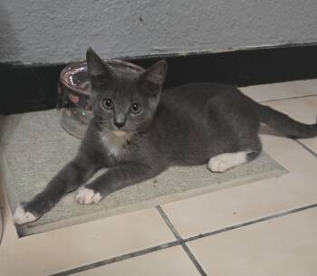 Boots (Bonded with Ash A-2996) -  Domestic Short Hair and Russian Blue Cat for Adoption in Villa Park, California - Boots (Bonded With Ash A-2996) | PetCurious