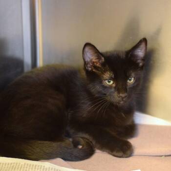 Wasabi -  Domestic Short Hair Cat for Adoption in Belleville, Illinois - Wasabi | PetCurious