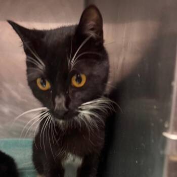 Tina -  Domestic Short Hair Cat for Adoption in Birmingham, Alabama - Tina | PetCurious