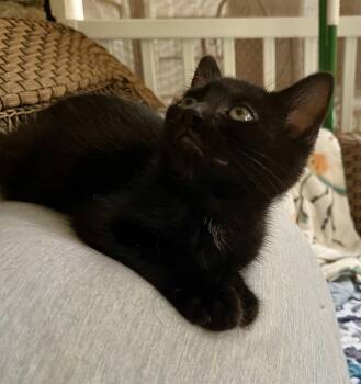 Zacchaeus -  Domestic Short Hair Cat for Adoption in Rural Hall, North Carolina - Zacchaeus | PetCurious