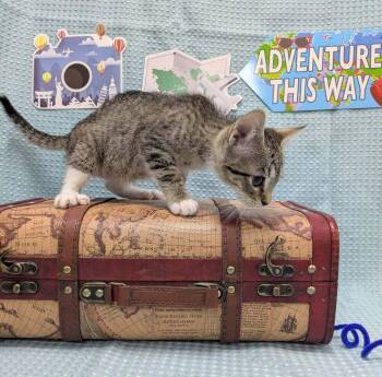Miss McDouble -  Domestic Short Hair Cat for Adoption in Raleigh, North Carolina - Miss McDouble | PetCurious