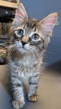 Ono -  Domestic Medium Hair and Domestic Short Hair Cat for Adoption in Divide, Colorado - Ono | PetCurious