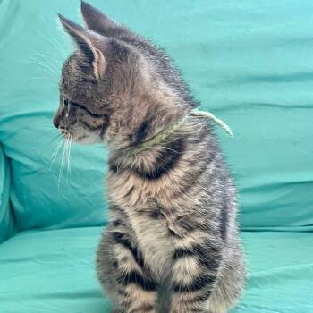 Domestic Short Hair Cats Available for Adoption - Popcorn | PetCurious