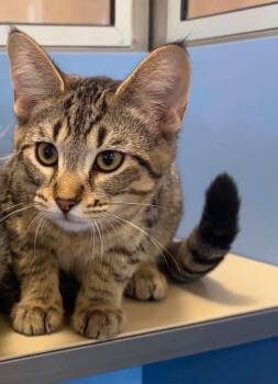 Hugo -  Domestic Short Hair Cat for Adoption in Lincoln, Michigan - Hugo | PetCurious