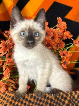 5/30/26 Abigail -  Domestic Short Hair Cat for Adoption in Stillwater, Oklahoma - 5/30/26 Abigail | PetCurious