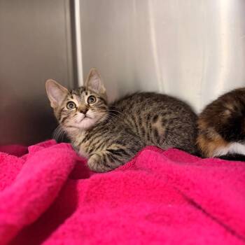 Char -  Domestic Short Hair Cat for Adoption in Spokane, Washington - Char | PetCurious