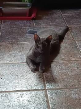 Rescue Domestic Short Hair Cats for Adoption in Ottawa, Ontario - Ashton | PetCurious