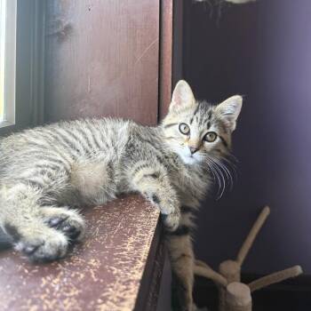 Fleck -  Domestic Short Hair Cat for Adoption in Gibsonia, Pennsylvania - Fleck | PetCurious