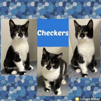 Rescue Domestic Short Hair Cats for Adoption in Clearfield, Pennsylvania - Checkers | PetCurious