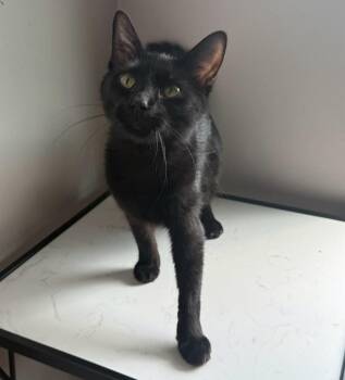 Rescue Domestic Short Hair Cats for Adoption in Lemont, Illinois - Mimi | PetCurious