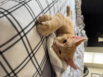 Rescue Domestic Short Hair Cats for Adoption in Guthrie, Oklahoma - Monarch | PetCurious