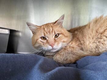 Charlie -  Domestic Medium Hair Cat for Adoption in Cumberland, Maine - Charlie | PetCurious