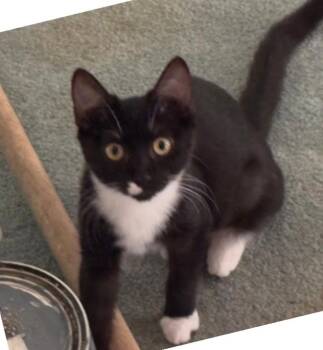 Espresso -  Domestic Short Hair Cat for Adoption in Phoenix, Arizona - Espresso | PetCurious