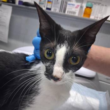 Cowabunga -  Domestic Short Hair Cat for Adoption in Summerville, South Carolina - Cowabunga | PetCurious