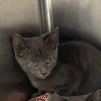 Red -  Domestic Short Hair Cat for Adoption in Port Charlotte, Florida - Red | PetCurious