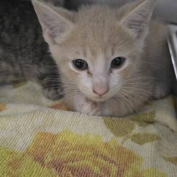 Iggy 26-0570 -  Domestic Short Hair Cat for Adoption in Yanceyville, North Carolina - Iggy 26-0570 | PetCurious