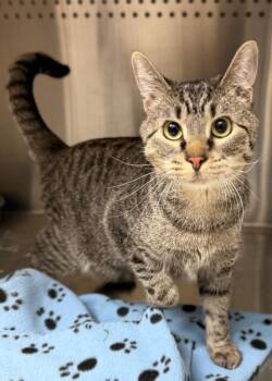 Spock -  Domestic Short Hair Cat for Adoption in Columbus, Nebraska - Spock | PetCurious