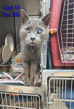 Russian Blue Cats Available for Adoption - Lee | PetCurious