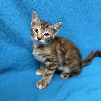 Sadie -  Domestic Short Hair Cat for Adoption in Valdosta, Georgia - Sadie | PetCurious