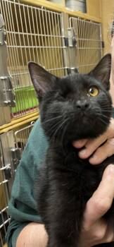 Domestic Short Hair Cats Available for Adoption - Winkie | PetCurious