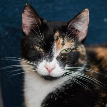 Jillian -  Domestic Short Hair Cat Available for Adoption in Port Washington, New York - Jillian | PetCurious