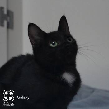 Rescue Domestic Short Hair Cats for Adoption in Merrifield, Virginia - Galaxy Hyattsville | PetCurious
