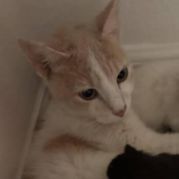 Mama -  Domestic Short Hair Cat for Adoption in Midland, Texas - Mama | PetCurious
