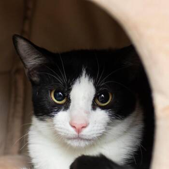 Wimbley -  Domestic Short Hair Cat for Adoption in Middletown, Rhode Island - Wimbley | PetCurious