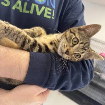 Jaxx -  Domestic Short Hair Cat for Adoption in Houston, Texas - Jaxx | PetCurious