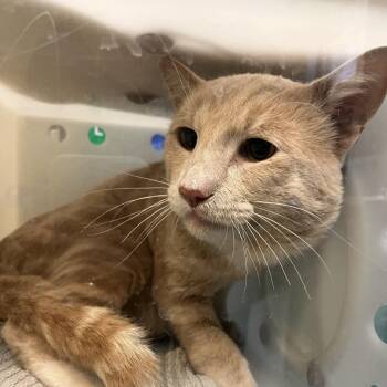 Domestic Short Hair Cats Available for Adoption in Pasadena, California - Biggie | PetCurious