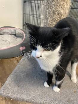 Rescue American Shorthair Cats for Adoption in Hopkinsville, Kentucky - Honey | PetCurious