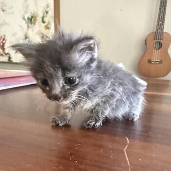 Bubby -  Domestic Medium Hair Cat for Adoption in Los Angeles, California - Bubby | PetCurious