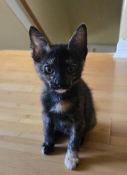 Domestic Short Hair Cats Available for Adoption in Houston, Texas - Artemis | PetCurious