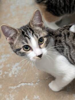 May -  Domestic Short Hair Cat for Adoption in Tilton, Illinois - May | PetCurious
