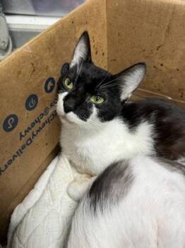 Domestic Short Hair Cats Available for Adoption - Barlow | PetCurious