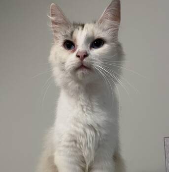 Rescue Domestic Long Hair and Ragdoll Cats for Adoption in Seneca, South Carolina - Unicorn | PetCurious