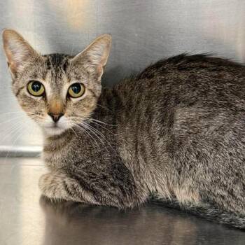 Goldie -  Domestic Short Hair Cat for Adoption in Salt Lake City, Utah - Goldie | PetCurious