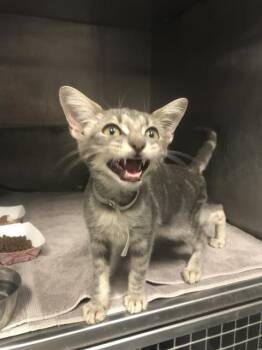 THEODORE -  Domestic Short Hair Cat for Adoption in Conroe, Texas - THEODORE | PetCurious
