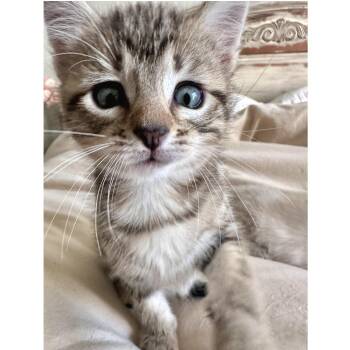 Koala 6 -  Domestic Short Hair Cat for Adoption in Austin, Texas - Koala 6 | PetCurious