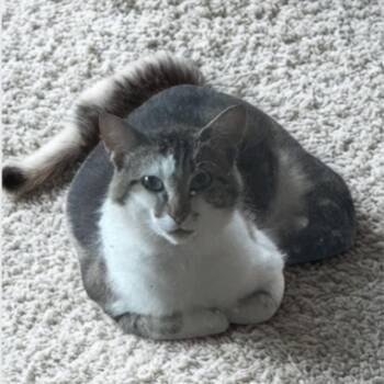 Rescue Domestic Short Hair Cats for Adoption in Warr Acres, Oklahoma - Phantom | PetCurious