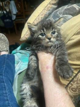 Ash -  Domestic Long Hair and Domestic Short Hair Cat for Adoption in Picayune, Mississippi - Ash | PetCurious