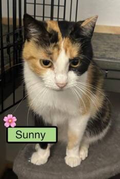 Domestic Short Hair Cats Available for Adoption in Zimmerman, Minnesota - Sunny | PetCurious