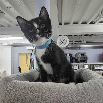 Stripe -  Domestic Short Hair Cat for Adoption in Falls Church, Virginia - Stripe | PetCurious
