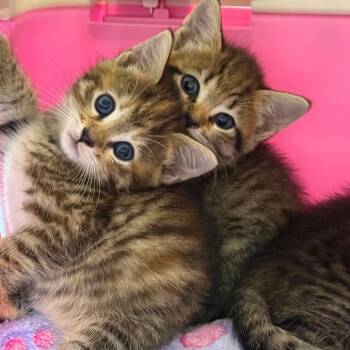 Singers Siblings - Arianna -  Domestic Short Hair Cat for Adoption in Washington, District Of Columbia - Singers Siblings - Arianna | PetCurious
