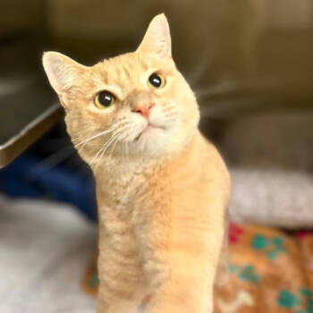 Rescue Domestic Short Hair Cats for Adoption in Concord, North Carolina - Mr. Wiggles | PetCurious