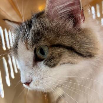 Tortellini -  Domestic Short Hair Cat for Adoption in Allentown, Pennsylvania - Tortellini | PetCurious