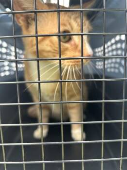 A139170 -  Domestic Short Hair Cat for Adoption in Palmetto, Florida - A139170 | PetCurious